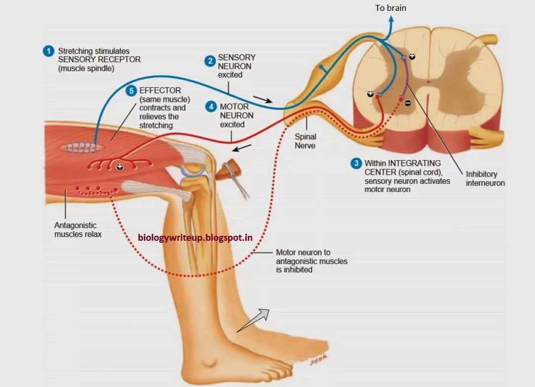 Коленный рефлекс. Схема стретч рефлекса. Spinal Reflex Arc. Анизорефлексия сухожильных рефлексов.