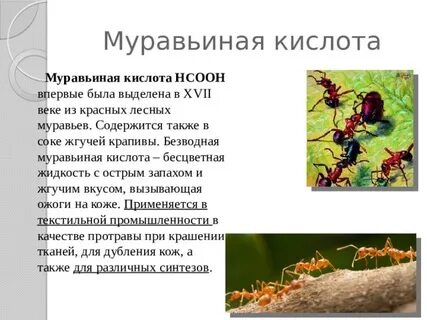 Кислота в крапиве