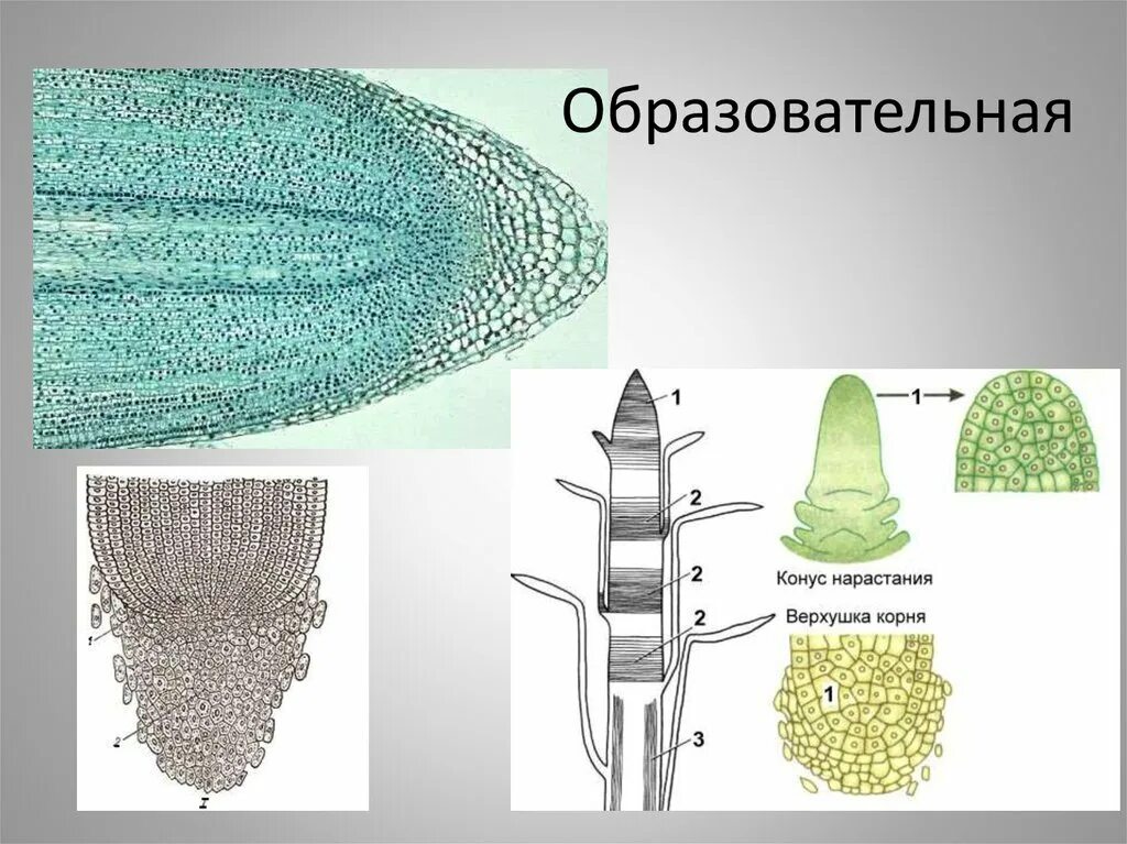 Меристема ткани растений строение. Верхушечная меристема корня. Меристема ткани растений строение. Меристема ткани растений строение. Верхушечная меристема ткань.