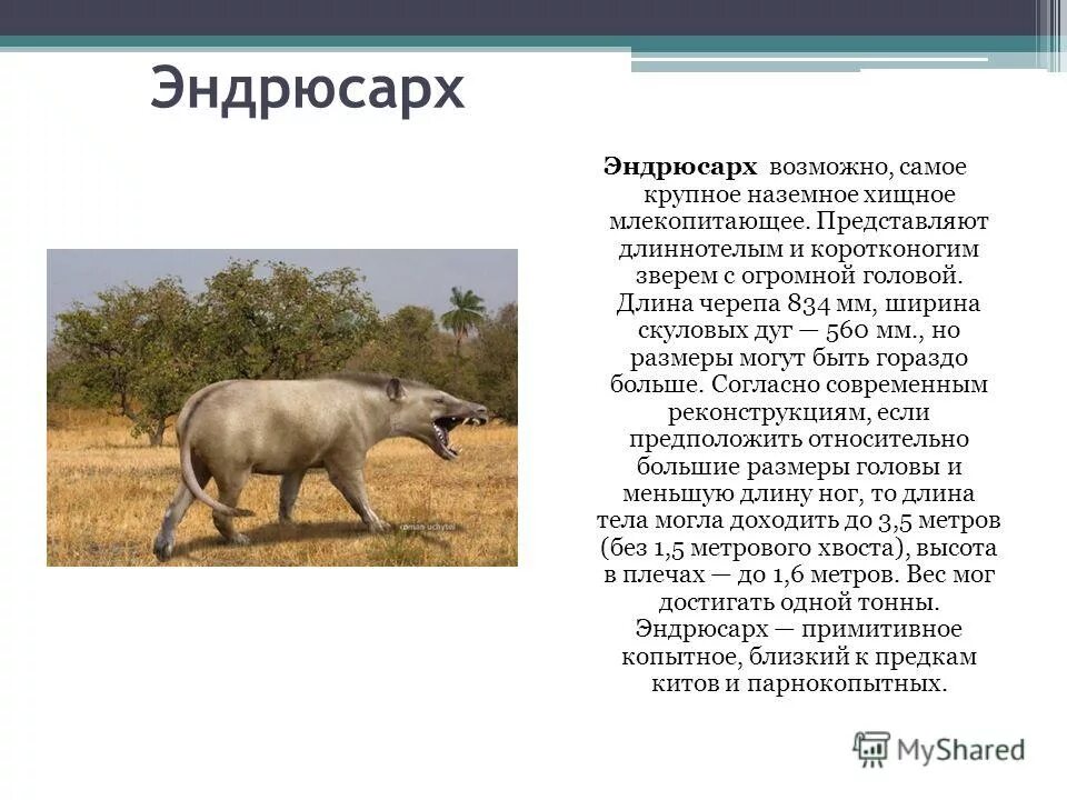 Сообщение о древнем животном