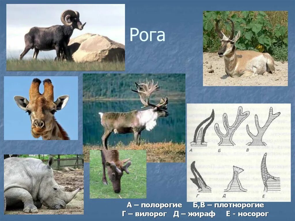 Особую группу из семейства полорогих образуют. Полорогие представители. Полорогие и плотнорогие. Рога полорогих и плотнорогих. Рога разновидности Полорогие.