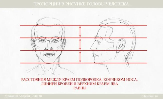 У взрослого человека голова занимает. Пропорции головы рисунок. Пропорции головы человека для рисования. Пропорции головы человека рисунок. Пропорции рисования портрета.