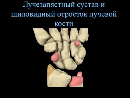 Шиловидные кости