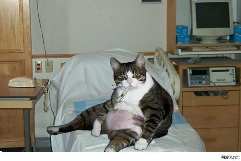 This Article For You Personally If You Like cat training Don't Ignore These Tips