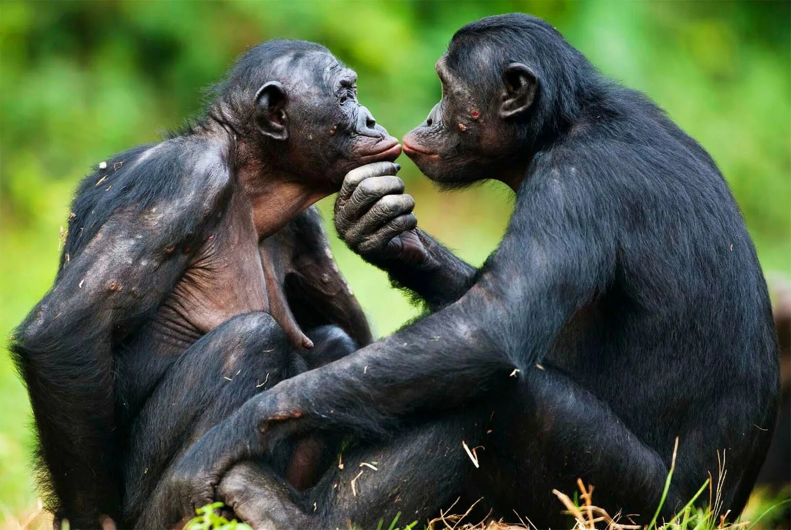 Где совокупляются. Шимпанзе бонобо. Бонобо самец. Лысая бонобо. Шимпанзе бонобо спариваются.