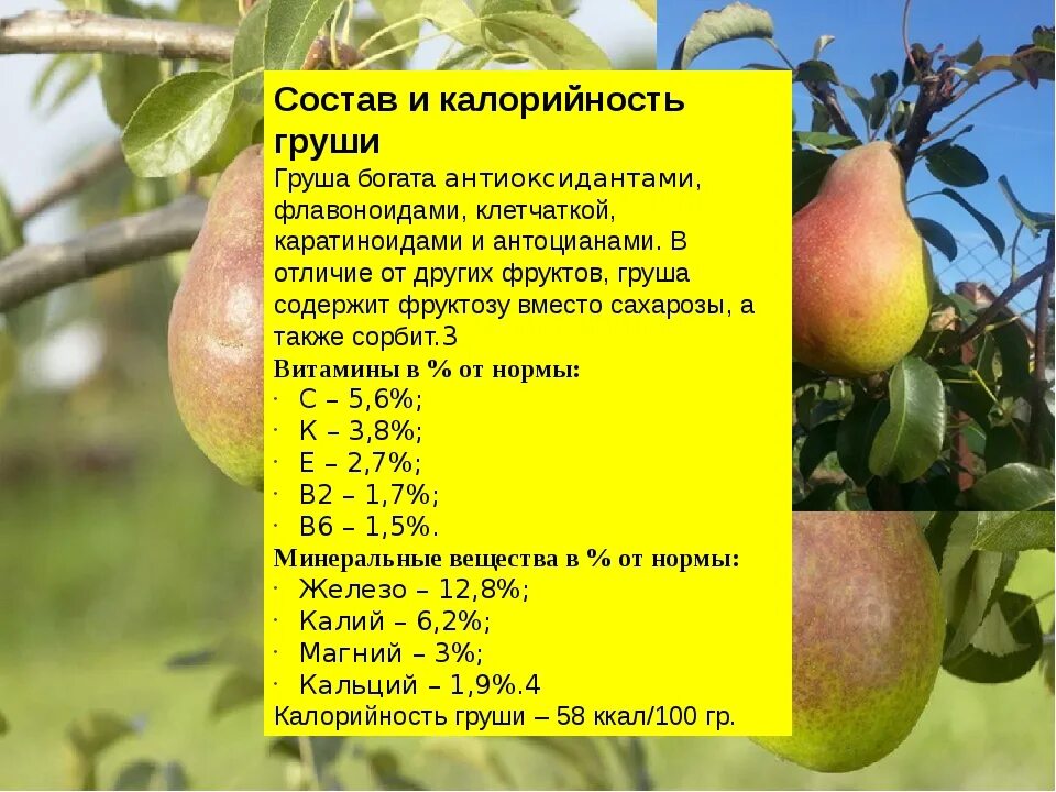 Грушёвое повидло перекресток. Груша грамм. Груша грамм. Груша грамм. Груша грамм.