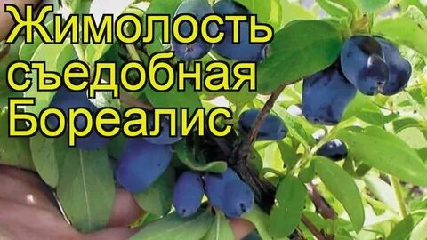Жимолость сорта индиго