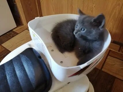 Авито волгоград котята