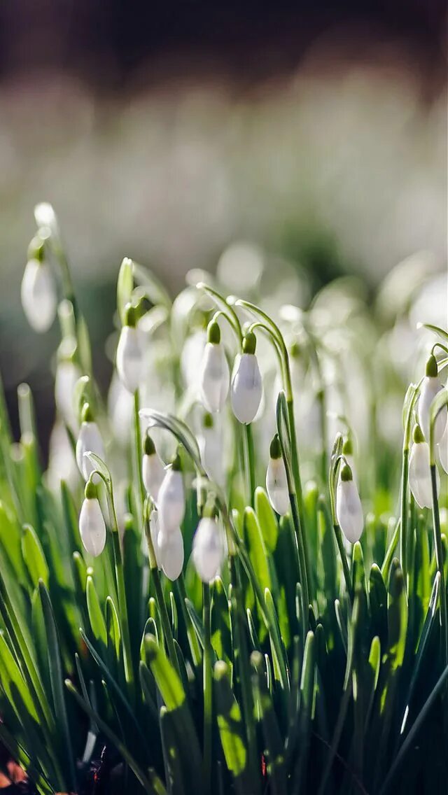 Март картинки красивые на телефон вертикальные. Крокусы сиреневые. Первоцветы пролеска снег. Март картинки красивые на телефон вертикальные. Март картинки красивые на телефон вертикальные.