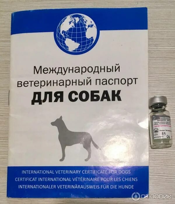 Вакдерм для кошек. Вакдерм для животных в уколах. вакдерм для собак. вакцина вакдерм для собак. укол вакдерм для собак.