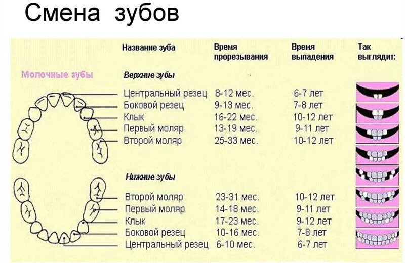 Как узнать какой зуб. Сроки прорезывания молочных и постоянных зубов. Коренные зубы у детей порядок прорезывания. Возраст прорезывания зубов у детей таблица. Порядок и сроки прорезывания зубов у ребенка до года.