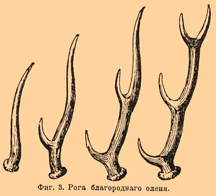 Рога благородного оленя сбоку. Регенерация Рогов олени. Форма Рогов оленя. Строение рога оленя.