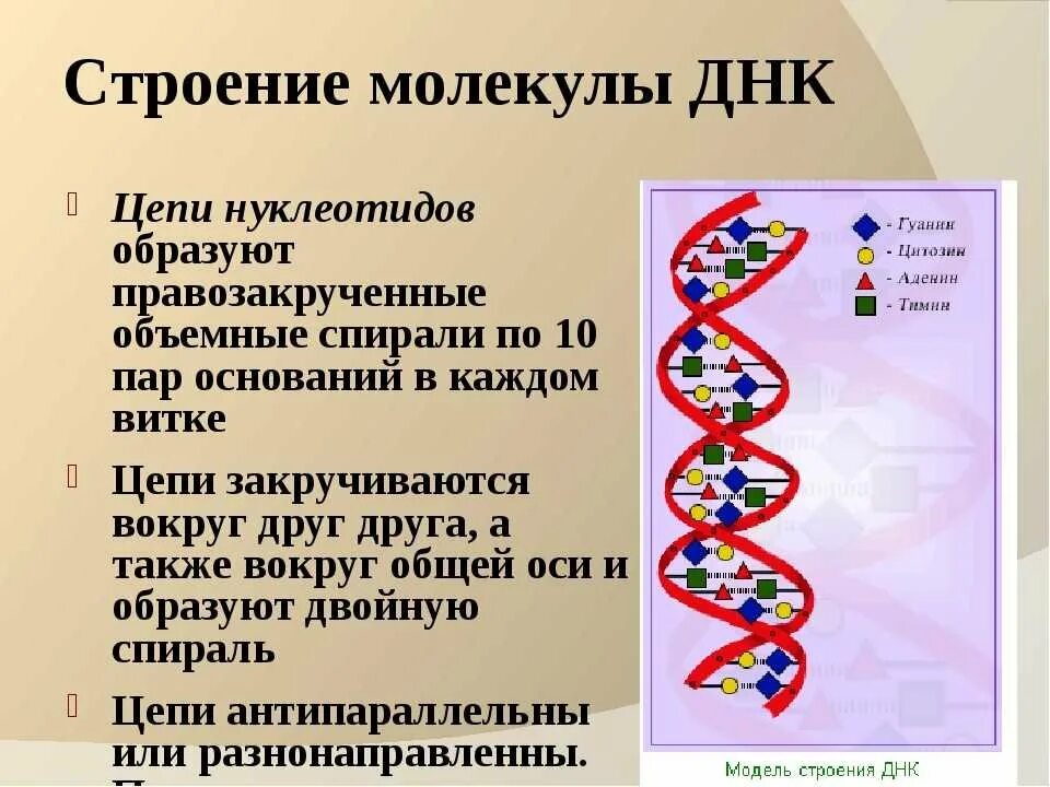 Структура молекулы ДНК схема. Цепочка ДНК структура. Строение двухцепочечной молекулы ДНК. Схема строения участка молекулы ДНК. Значение молекул днк