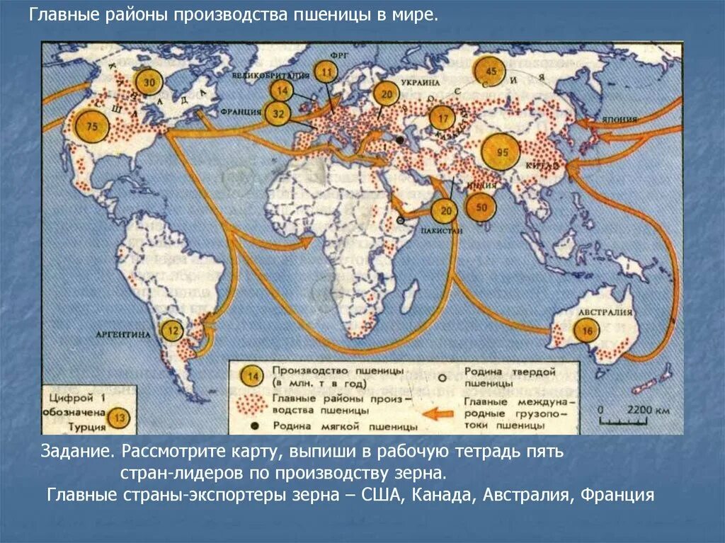 Производство пшеницы в мире карта. Главные районы производства кукурузы в мире. Основные районы выращивания пшеницы кукурузы риса в мире. Районы возделывания пшеницы в мире. Районы производства сельскохозяйственной продукции