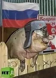 Свинья грязнуля. Русский народ свиньи. Русский народ свиньи. Свинья. Русский народ свиньи.