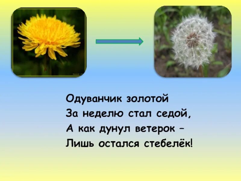 Одуванчик высотская 2 класс. Стих про одуванчик. Золотой одуванчик. Стих одуванчик золотой. Одуванчик для детей.