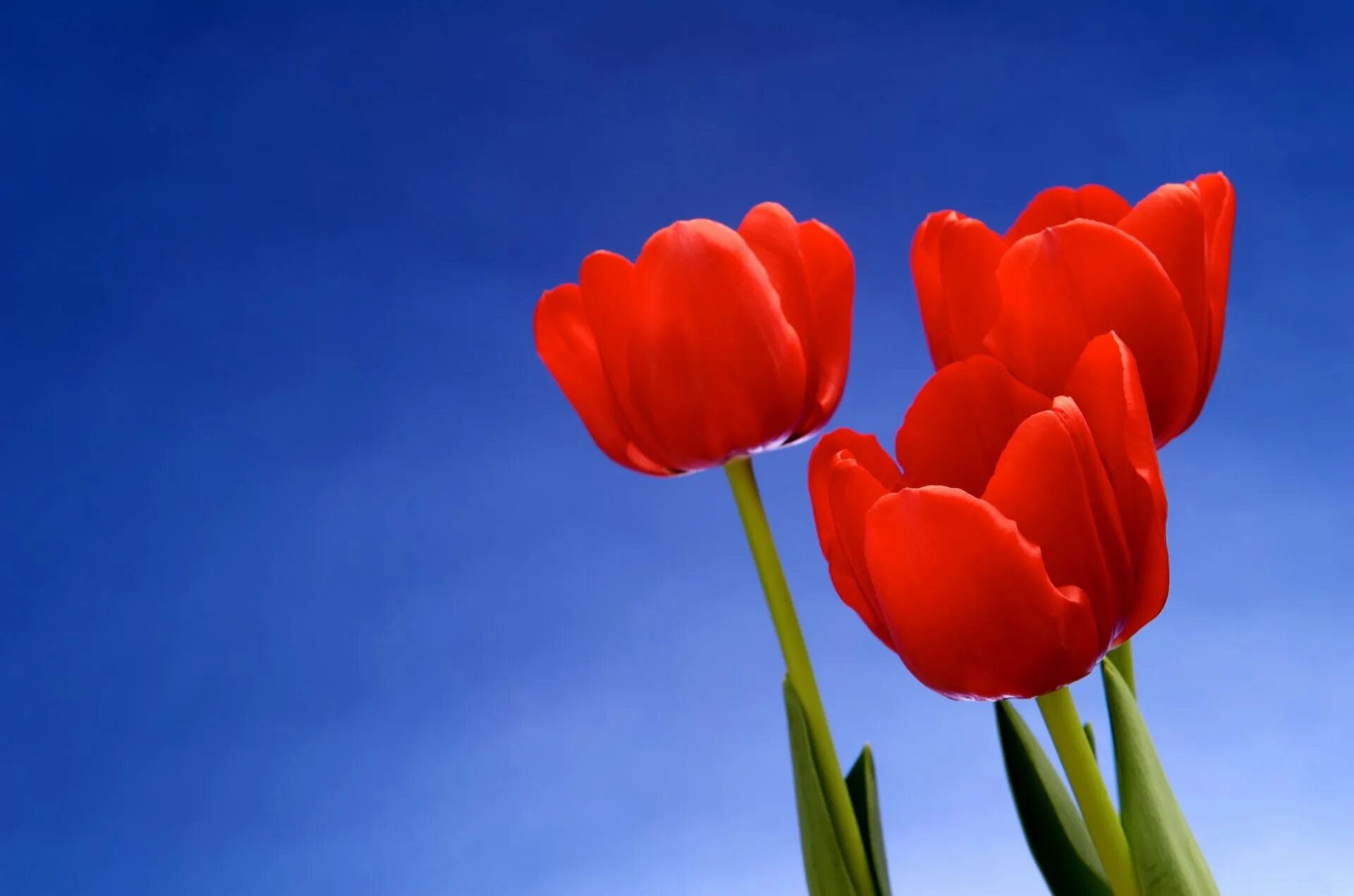 3 красных тюльпана. Цветы тюльпаны. Красные тюльпаны. Красивые тюльпаны. Тюльпаны картинки.