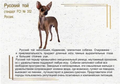 Русский той терьер продолжительность жизни