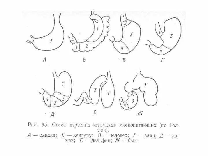 Строение желудков животных. Строение однокамерного желудка. Строение однокамерного желудка у животных анатомия. Однокамерный желудок у животных. Строение однокамерных желудков у животных.