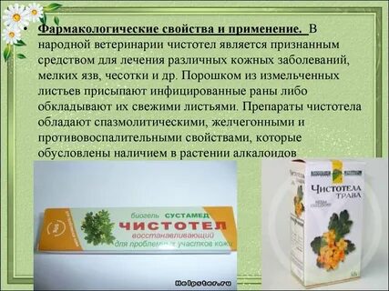 Лечебные свойства чистотела и противопоказания