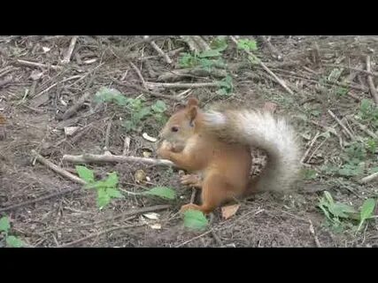 Нам подарили молодую белку впр 4
