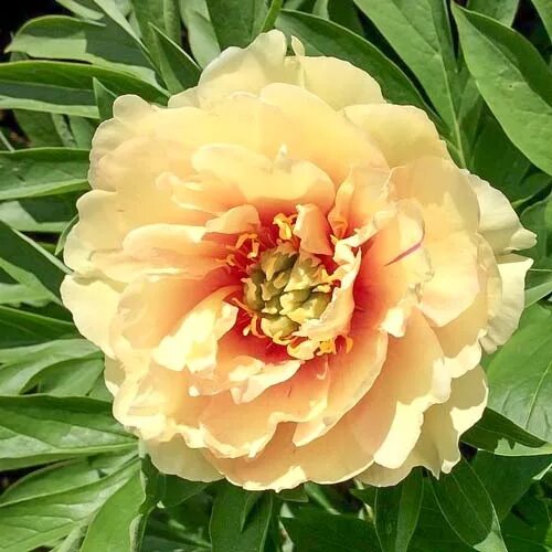 Paeonia ITOH 'Canary Brilliants' - Садовые ноты