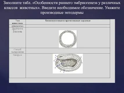 Особенности гаструляции у разных классов позвоночных животных