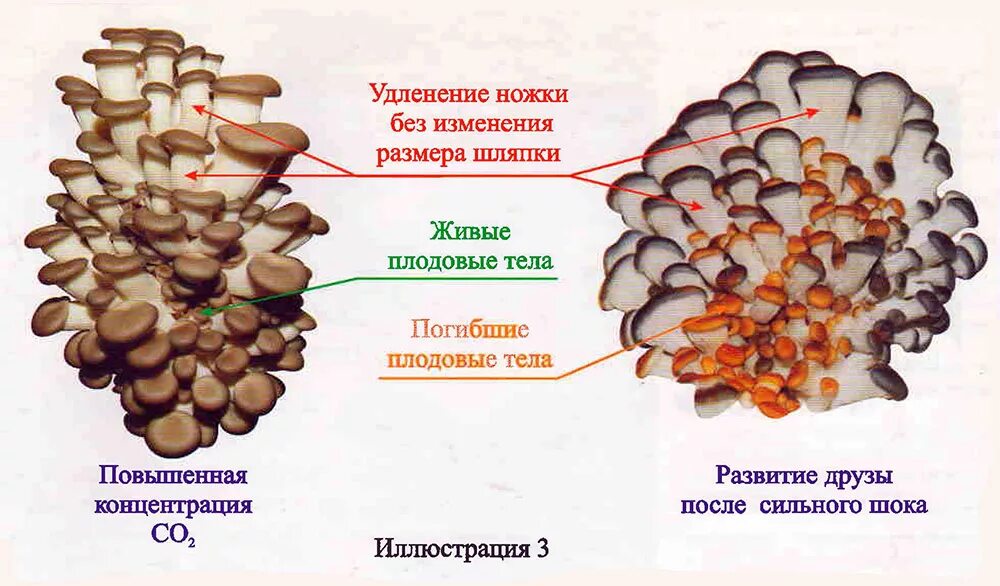 Вешенки. Вешенки на ножке. Вешенки рост. Вешенки на длинной ножке. Время готовности вешенок