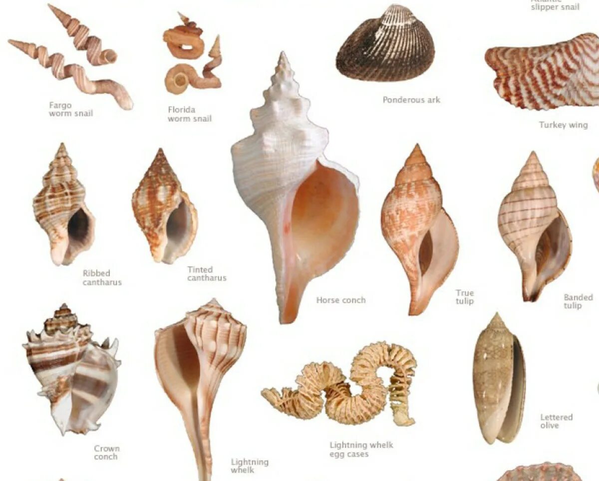 Ракушка форма женского органа. Раковина Conch Shell. Ракушки Геншин. Морские ракушки форма. Раковины моллюсков с названиями.