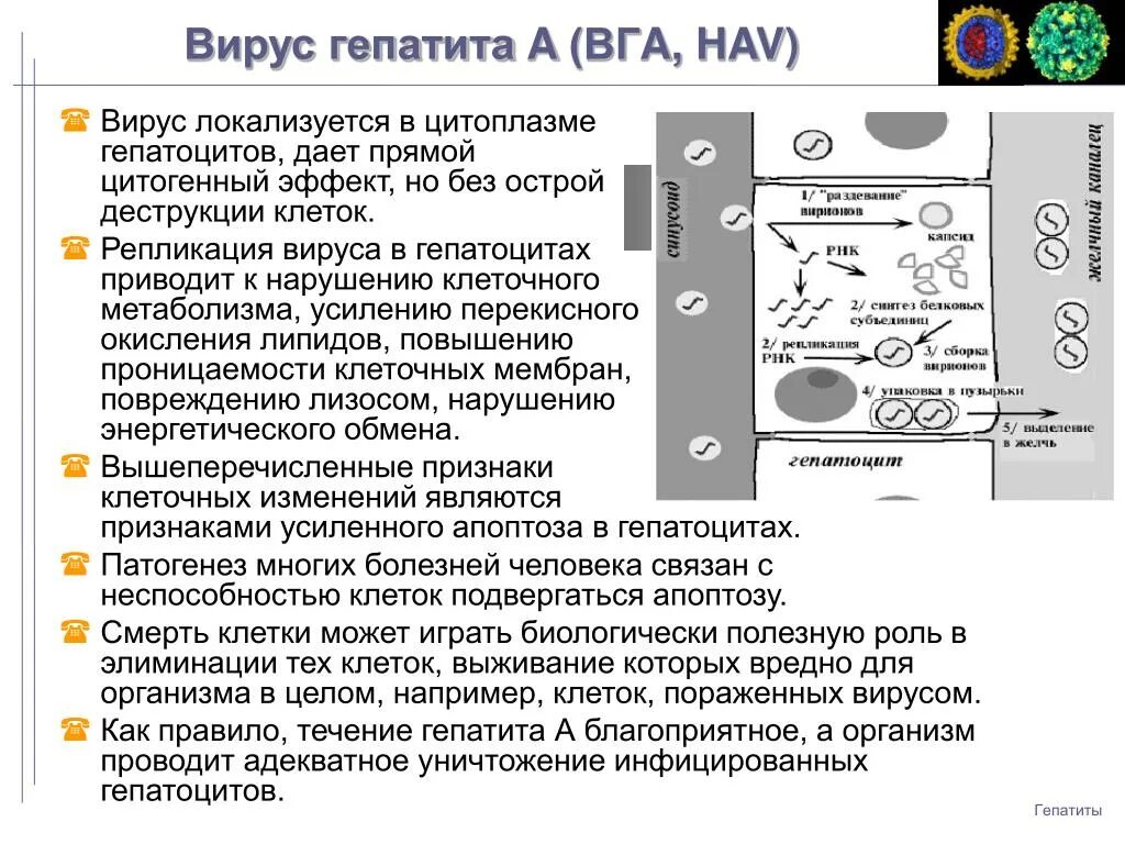 Для вируса гепатита в характерно. Взаимодействие вируса гепатита в с клеткой. строение вируса гепатита б. взаимодействие вируса с клеткой. репродукция вируса гепатита а.