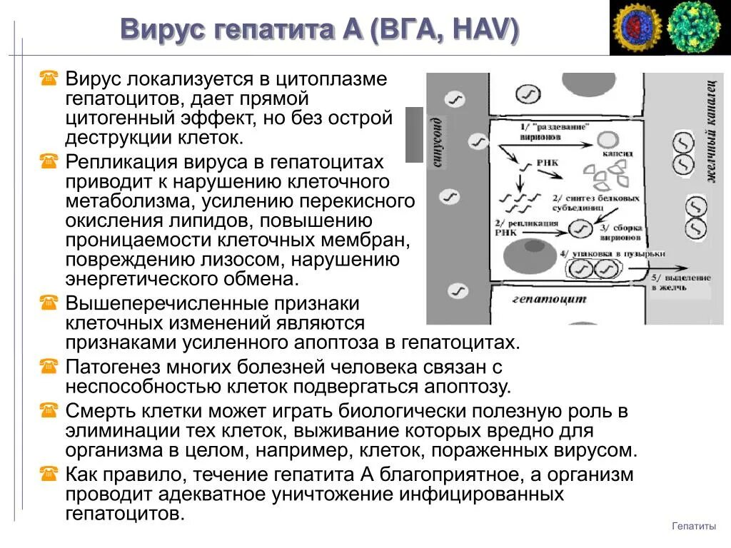 Механизм вирусного гепатита. Взаимодействие вируса гепатита в с клеткой. Строение вируса гепатита б. Взаимодействие вируса с клеткой. Репродукция вируса гепатита в.