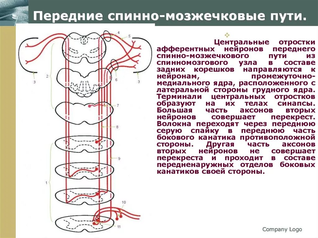 Спинно мозжечковый. Передний спинно-мозжечковый путь Флексига. Передний и задний спинно-мозжечковые пути. Задний спинно-мозжечковый путь схема. Передний спиномозжечковый путь Нейроны.