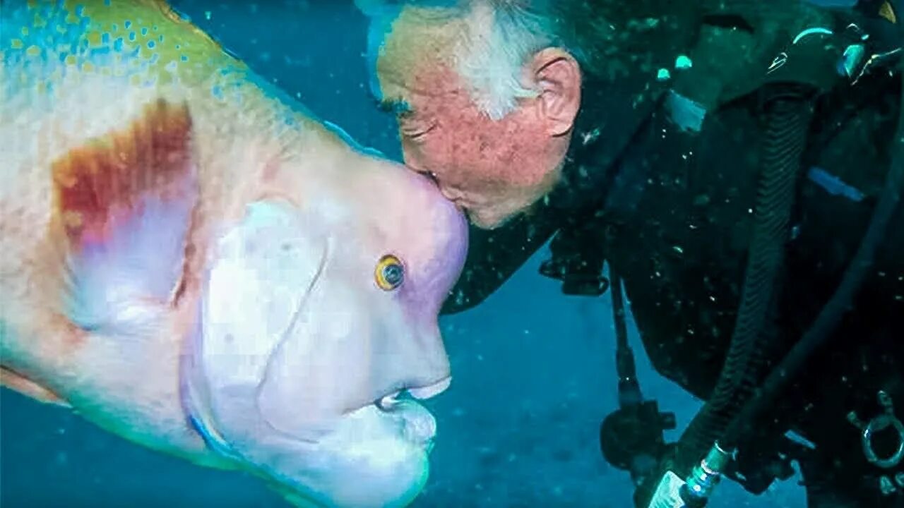 Рыба друг человека. Овцеголовый губан рыба. Овцеголовый губан морская рыба. Азиатский овцеголовый губан рыба. Яйцеголовый губан.