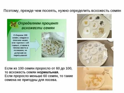 Какие условия необходимы для растения семян