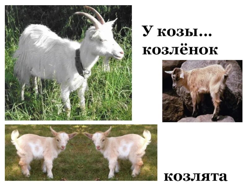 Болгарская волынка гайда. Песня про коза моя. Коза фото. Польская волынка коза. Коза с гармошкой.