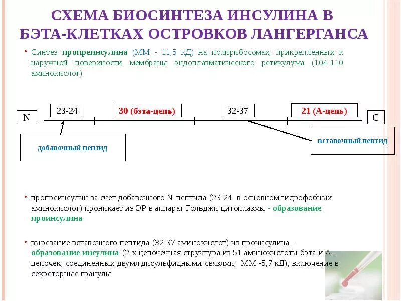 Синтез инсулина последовательность. Этапы синтеза гормона инсулина. Биосинтез инсулина схема. Инсулин, этапы синтеза инсулина. Регуляция секреции инсулина биохимия.