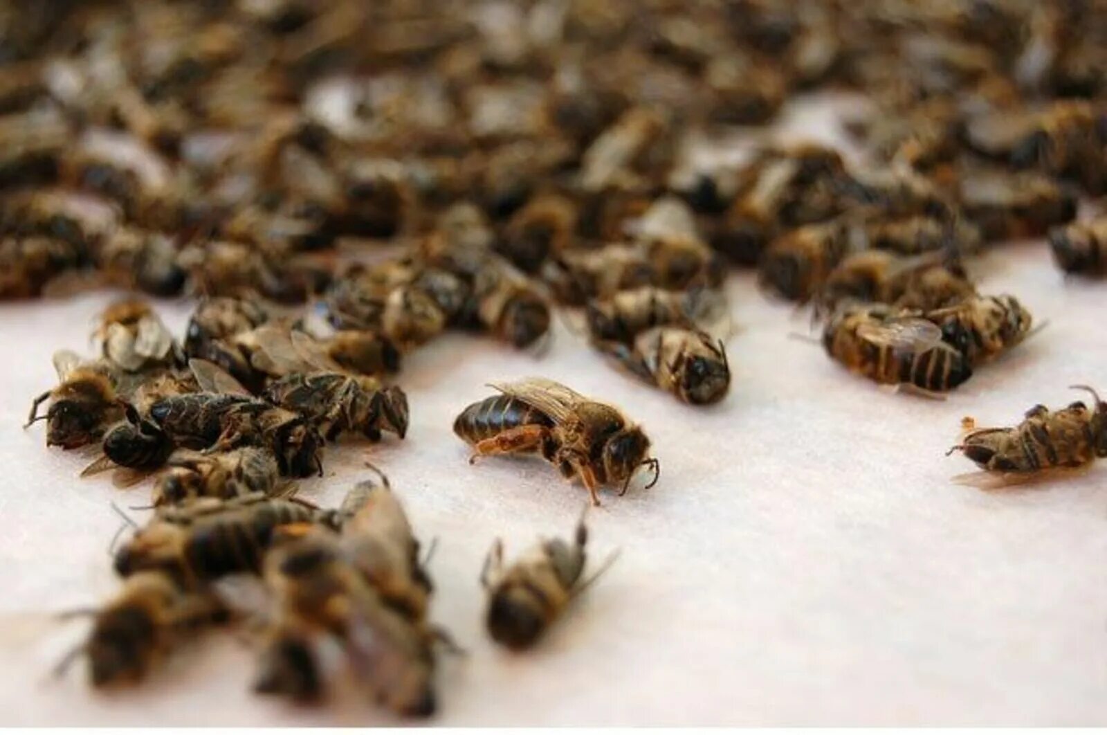 Пчелы гибнут. Мертвая пчела. Массовая гибель пчел. Исчезновение пчел.