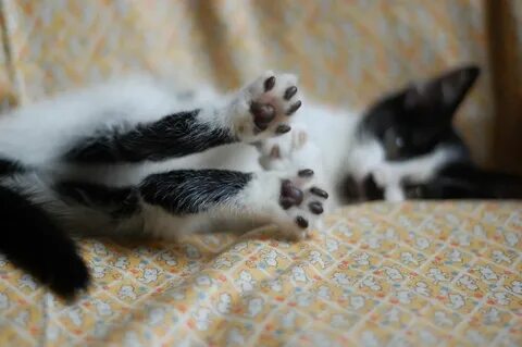 Котенок перебирает лапками