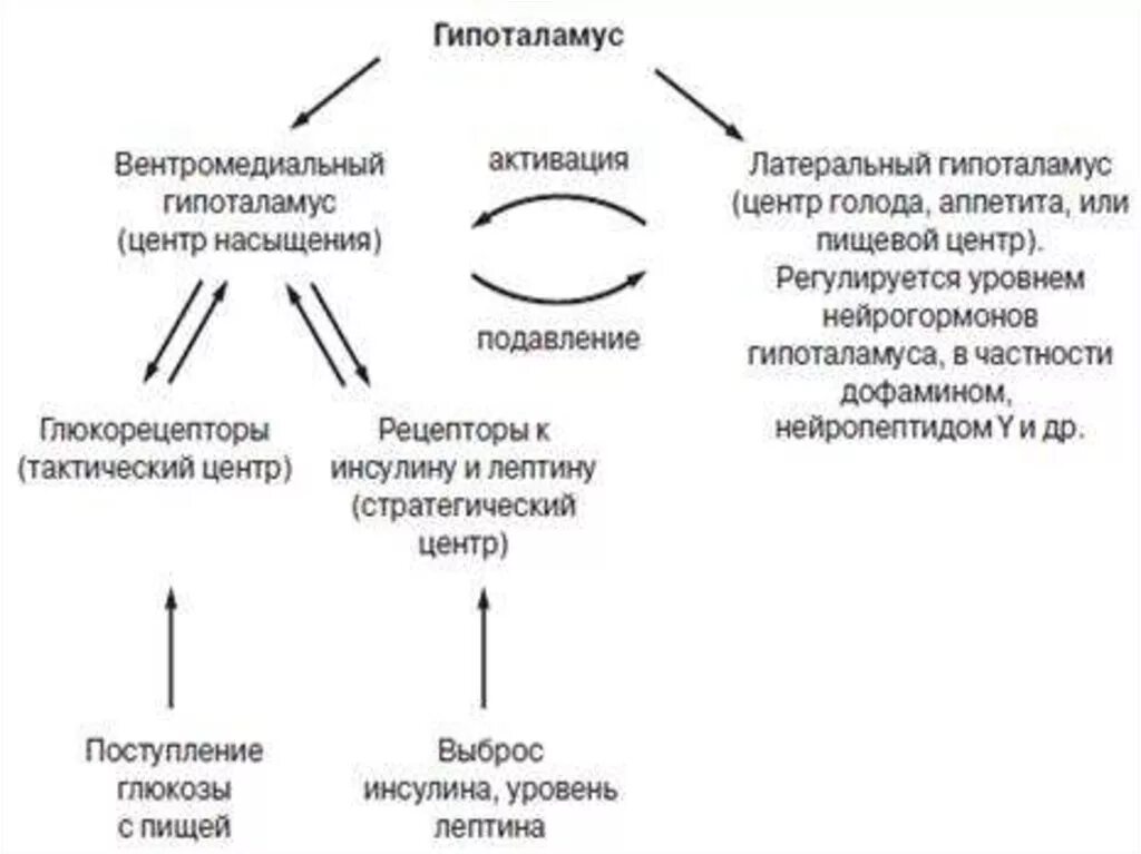 Механизм голода. Физиологические механизмы голода. Физиологические механизмы аппетита, голода и насыщения. Схема механизмов голода и насыщения. Физиологические механизмы голода и насыщения физиология.