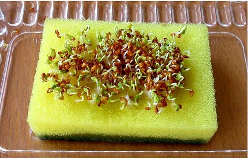 Проверка семян на всхожесть. Сроки всхожести семян таблица. Как определить всхожесть семян перца. Прорастание семян перца. Сроки прорастания семян таблица овощей.