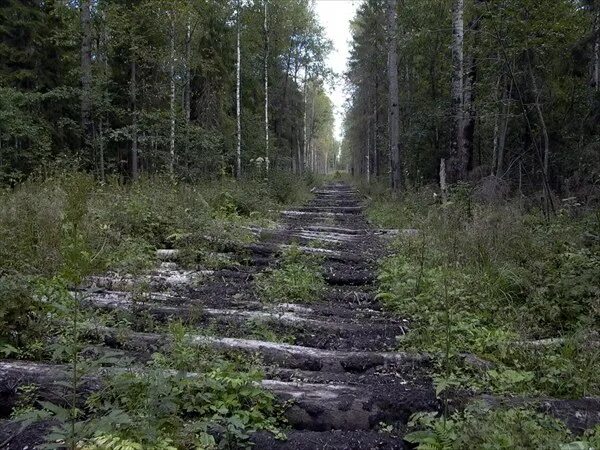 Гать из бревен. Гать свердловская область. Гать екатеринбург. Гать свердловская область. Поселок гать.