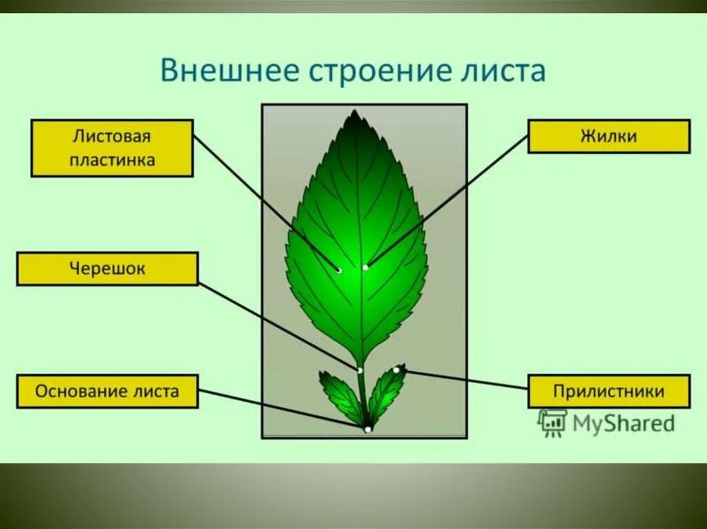 Конспект по биологии на тему лист. Листовая пластинка 2 – черешок 3 – жилка. строение листа. внешнее строение листа. лист растения состоит.