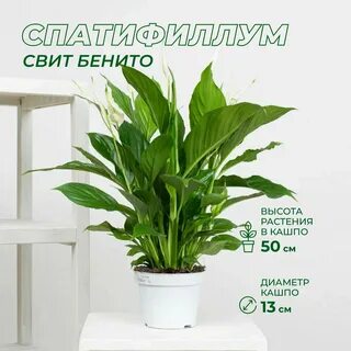 Спатифиллум свойства