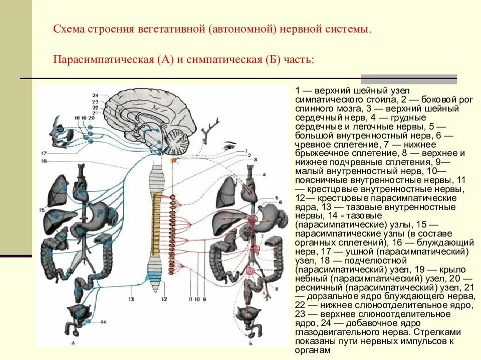 Парасимпатическая вегетативная нервная система функции. Общее строение вегетативной нервной системы. Блуждающий нерв отдел нервной системы. Блуждающий нерв симпатическая и парасимпатическая. Схема строения вегетативной нервной системы человека.