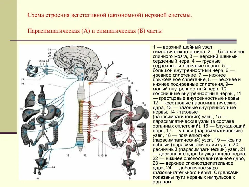 Блуждающий нерв парасимпатическая нервная