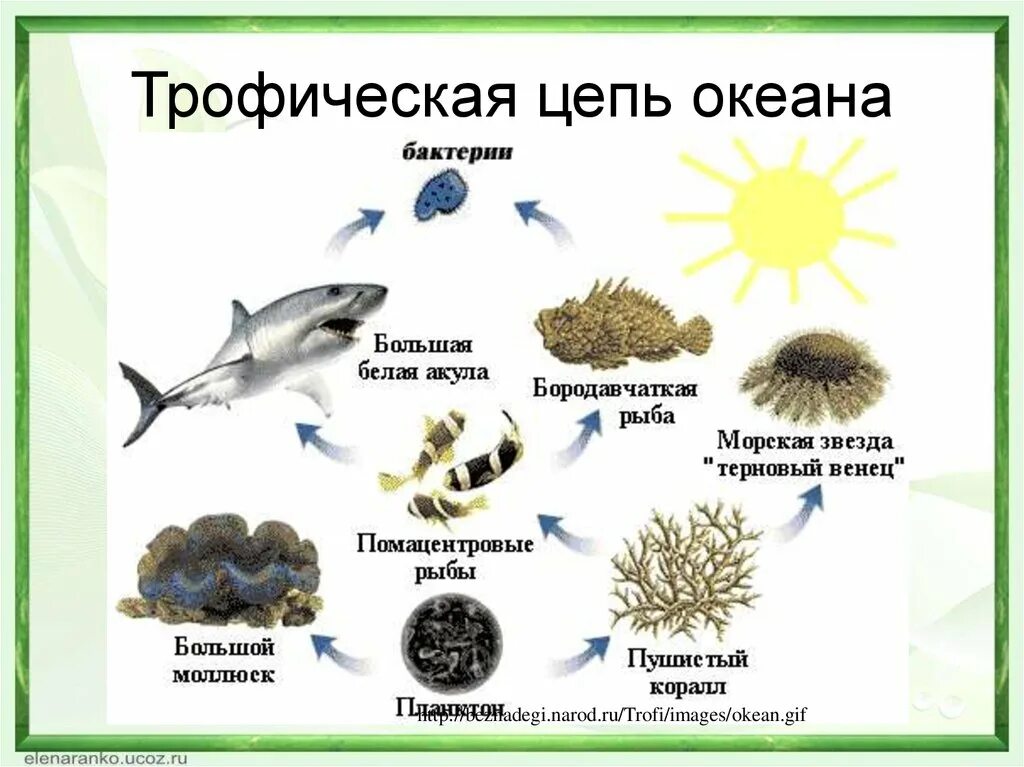 Водоросли редуценты. Пищевая цепочка в океане. Цепь питания трофическая цепь. Цепь питания в мировом океане. Трофическая цепь океана.