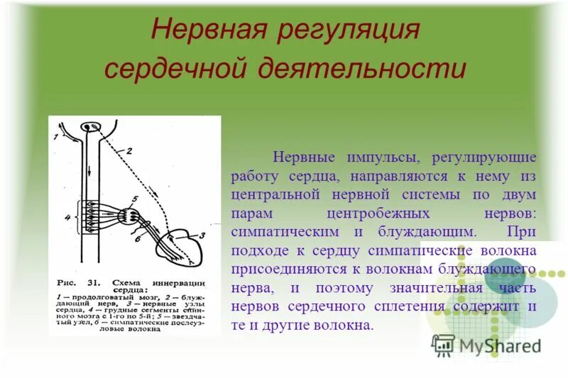 Нервная регуляция осуществляется с помощью нервных импульсов. Нервные центры регуляции сердечной деятельности. нервная регуляция деятельности сердца физиология. нервные механизмы регуляции деятельности сердца. нервная регуляция работы сердца осуществляется.