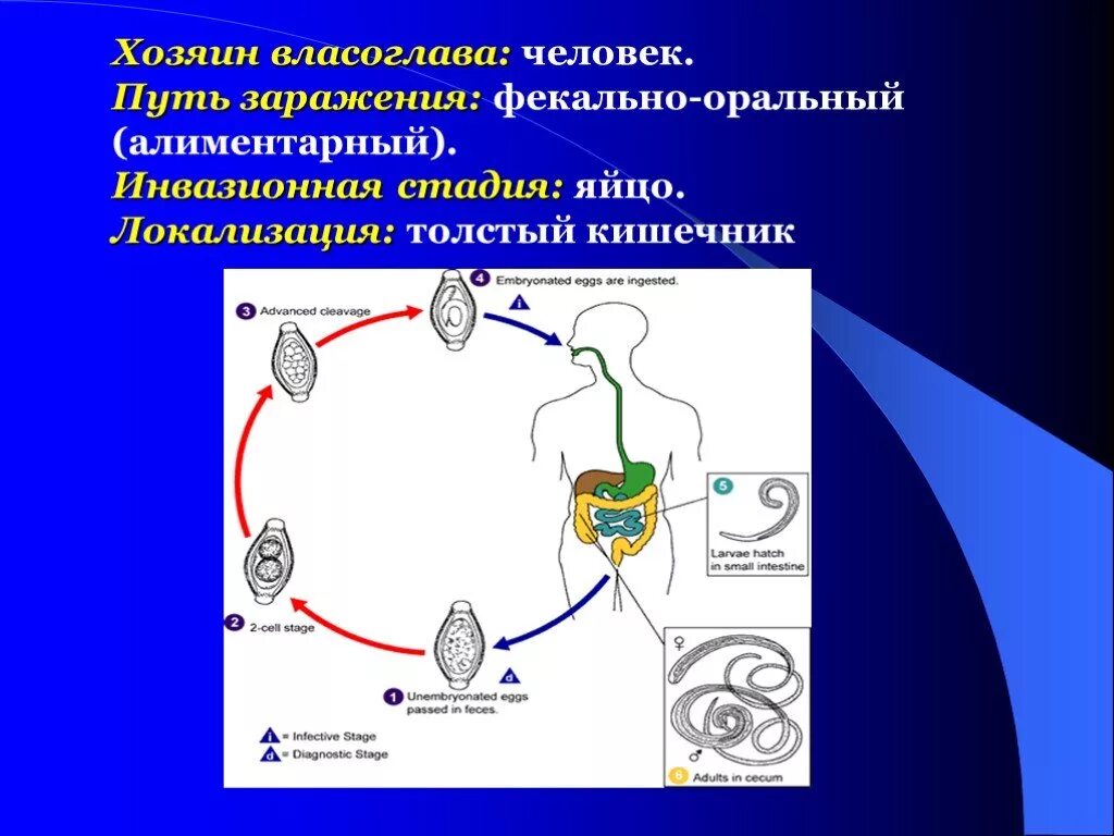 Инвазионные паразиты