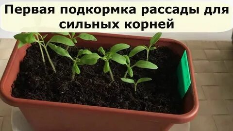 Подкормка корневой системы