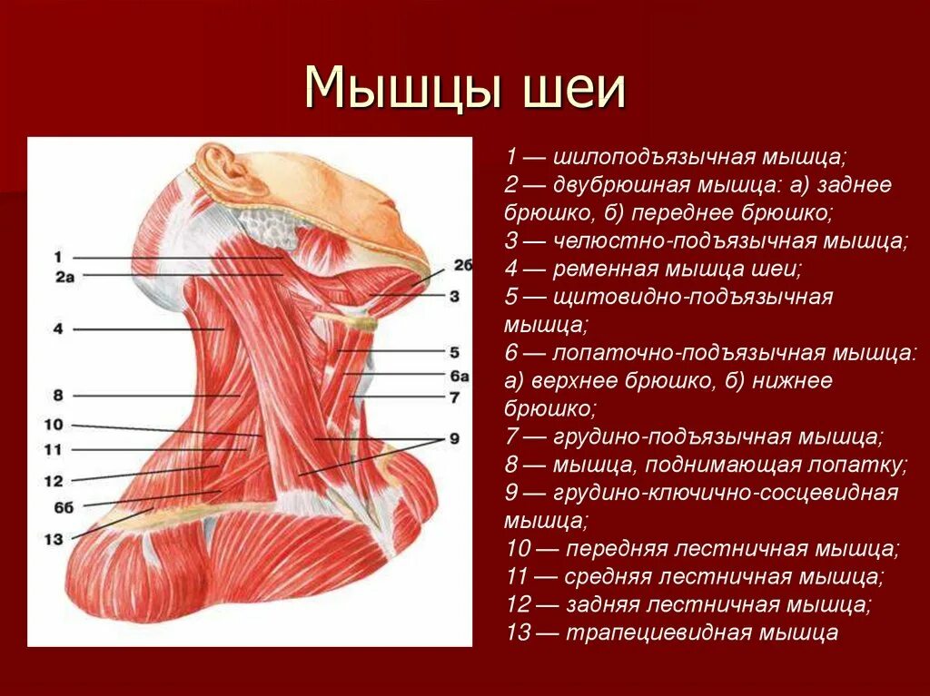 Мышцы рук туловища шеи. Строение мышц шеи вид спереди. мышцы шеи сзади анатомия названия. поверхностные мышцы шеи сзади анатомия. мышцы шеи вид сбоку анатомия.